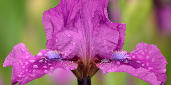 All About Iris
