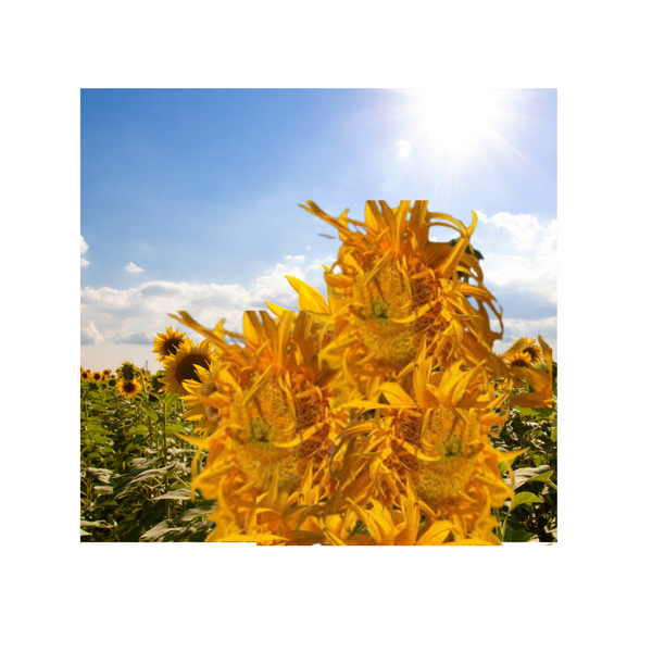 Tournesol - Mousseline Beurre