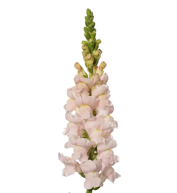 Muflier - Fleur de pommier
