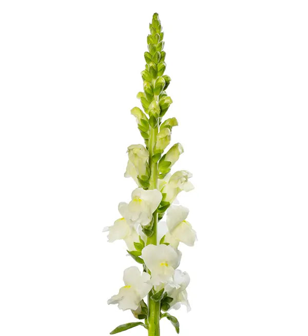 Muflier - Fleur de pommier