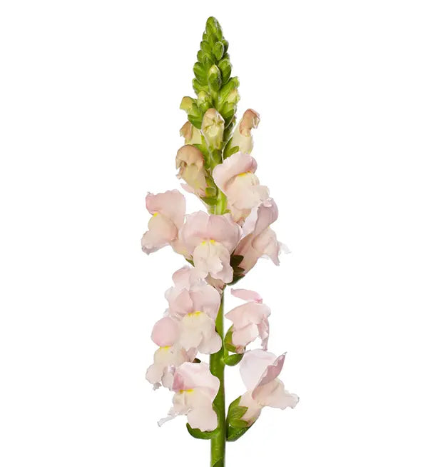 Muflier - Fleur de pommier