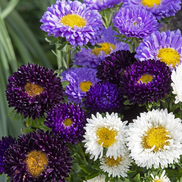Aster - Fleur de pommier King Size