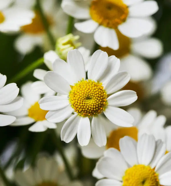 Grande camomille - Victory Queen White