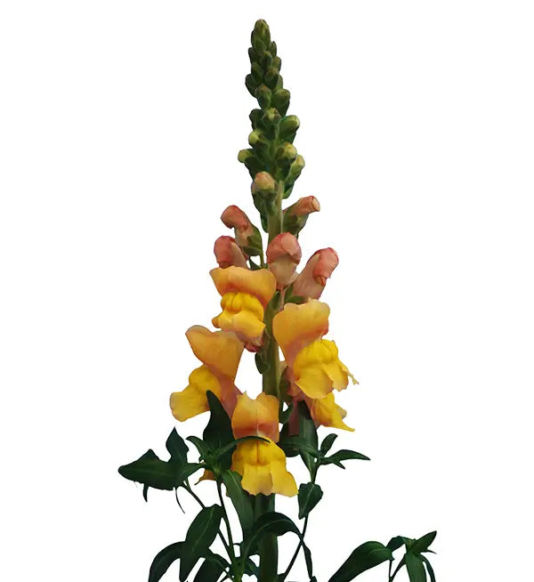 Muflier - Fleur de pommier