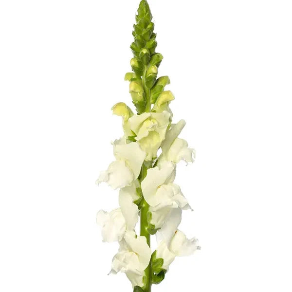 Muflier - Fleur de pommier