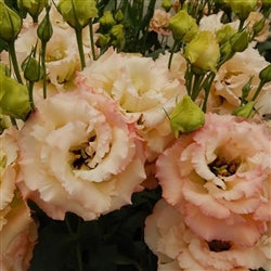 Lisianthus - Abricot Arena (Groupe 3)