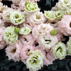 Lisianthus - Abricot Arena (Groupe 3)