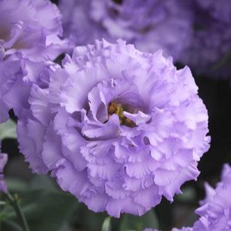 Lisianthus - Corelli Blanc