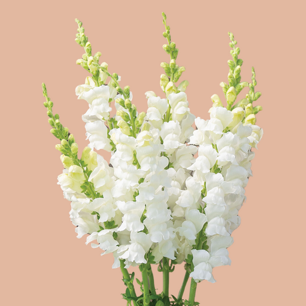 Muflier - Fleur de pommier