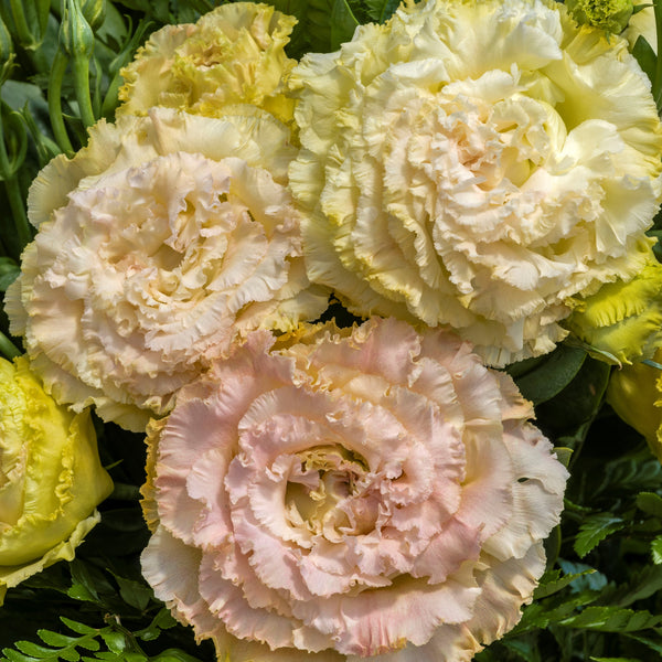 Lisianthus - Champagne Voyage II