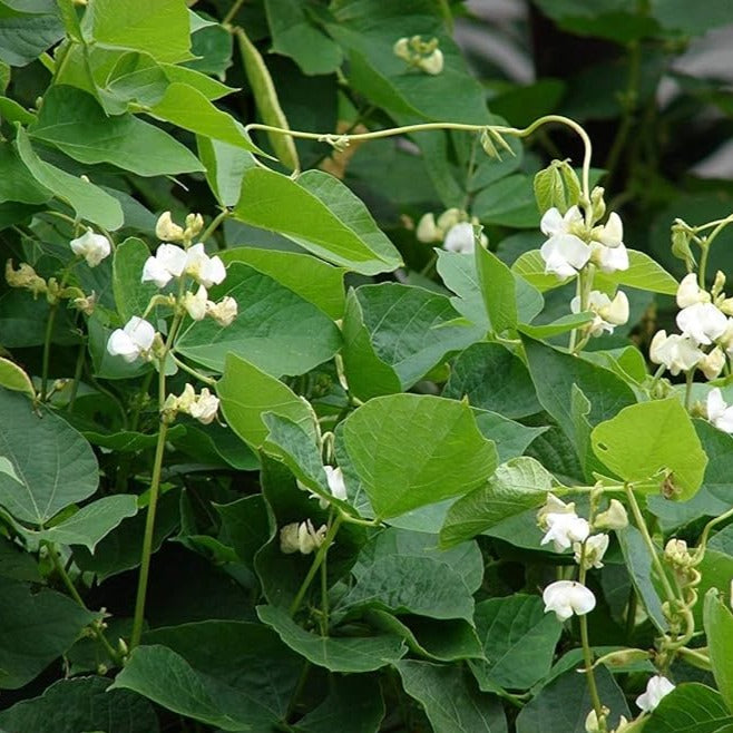 Hyacinth Bean Silver Moon Stems Flower Farm