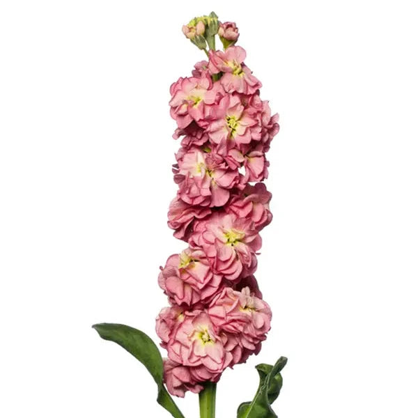 Stock - Colonne Lilas Lavande
