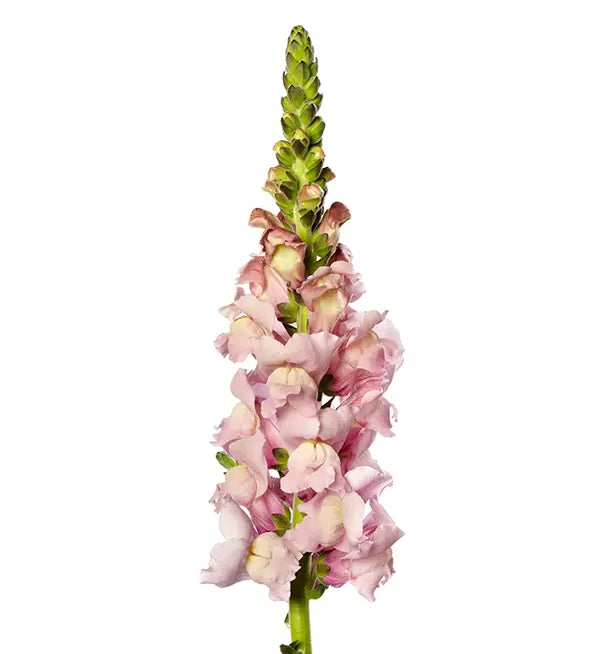 Muflier - Fleur de pommier
