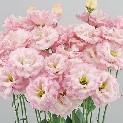 Lisianthus - Abricot Arena (Groupe 3)