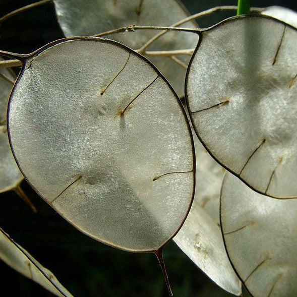 Plante à billets - Blanc