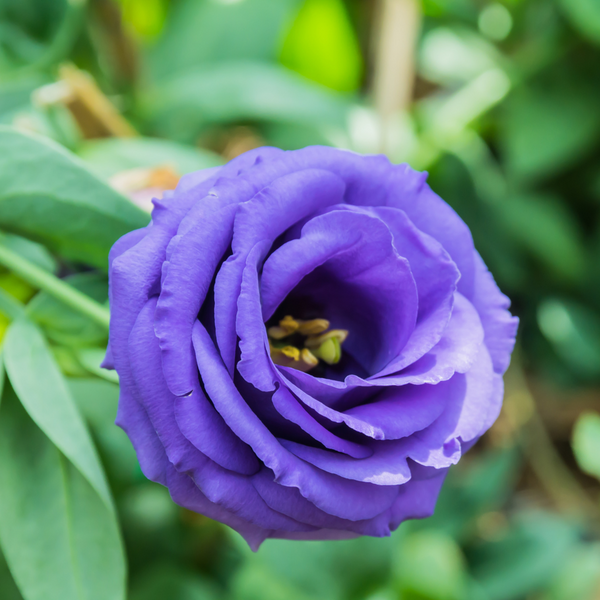 Lisianthus - ABC Bleu (Groupe 2)