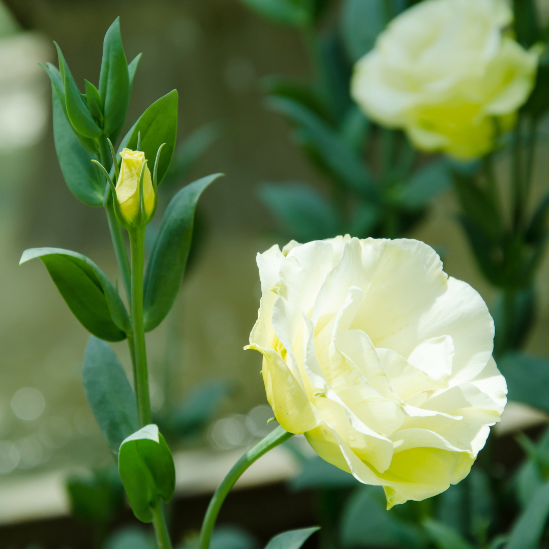 Lisianthus ABC Green (Group 1) Stems Flower Farm