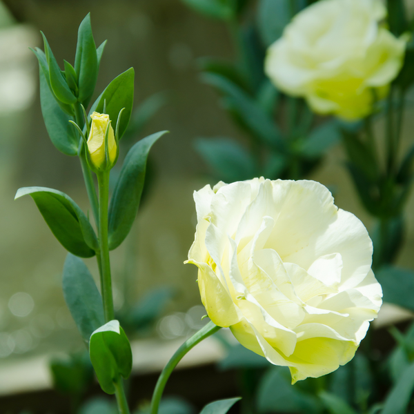 Lisianthus - ABC Vert (Groupe 1)