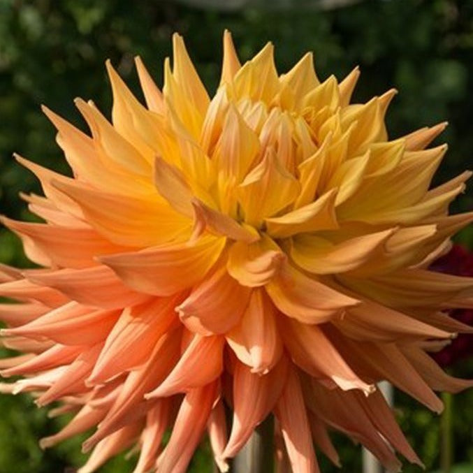 Dahlia Tuber AC Ben Stems Flower Farm
