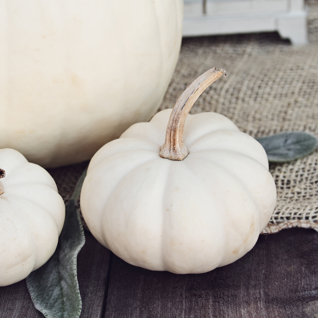 Pumpkin (Specialty) Baby Boo Stems Flower Farm