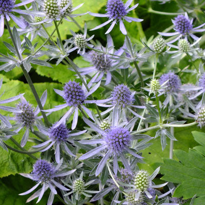 Houx des mers - Paillettes bleues