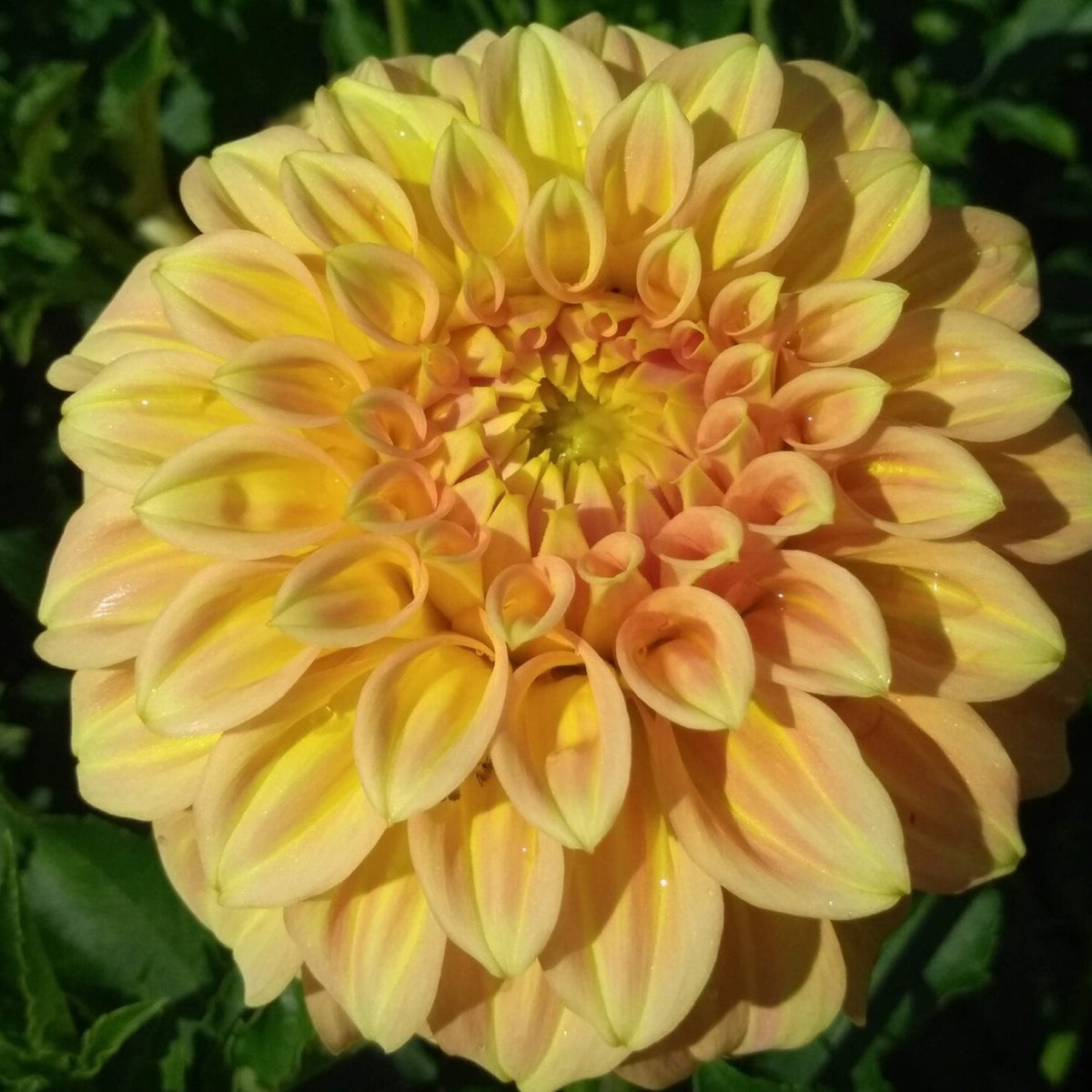 Dahlia Tuber Bracken Sarah Stems Flower Farm