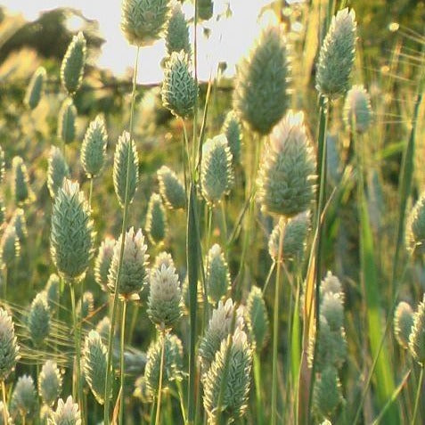 Herbe décorative - alpiste des Canaries
