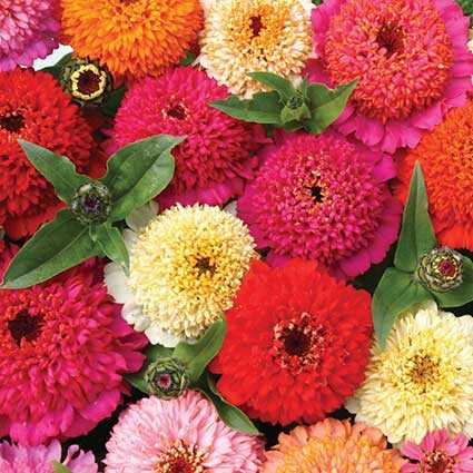 Zinnia - Bonbons Mix