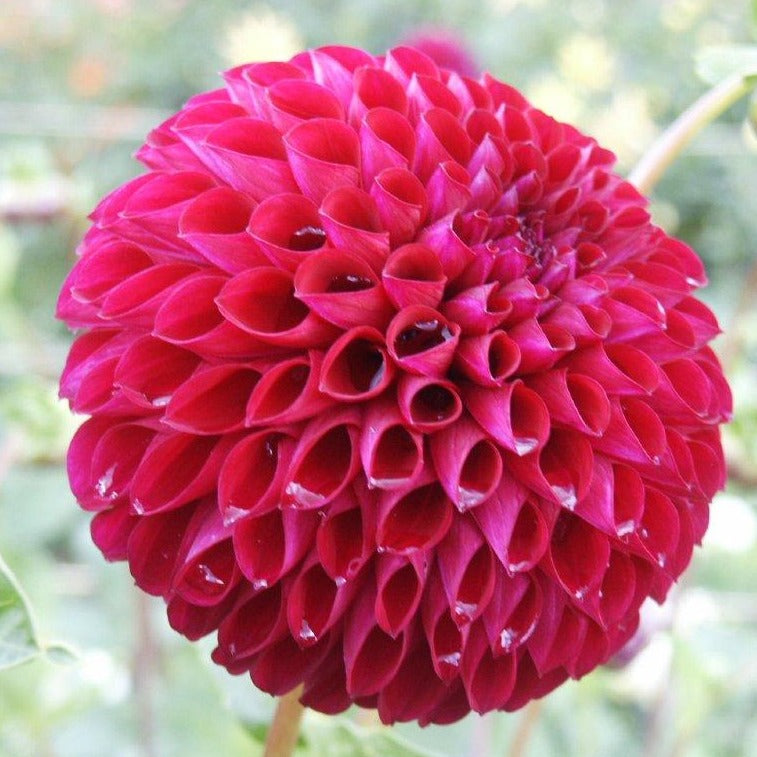 Dahlia Tuber Chimacum Troy Stems Flower Farm