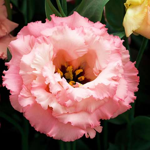 Lisianthus - Abricot Corelli (Groupe 3)
