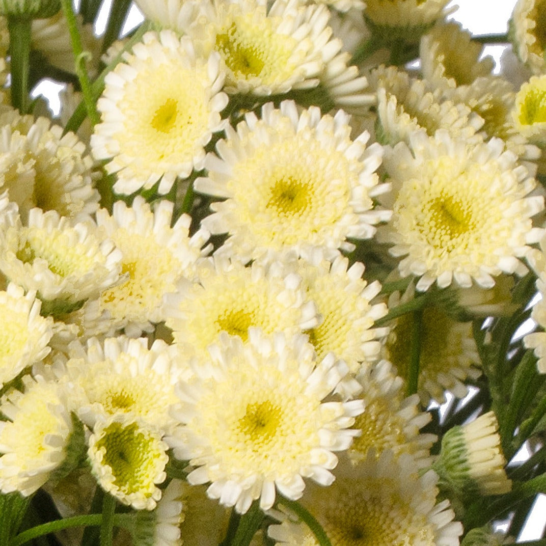 Feverfew Orinoco Stems Flower Farm