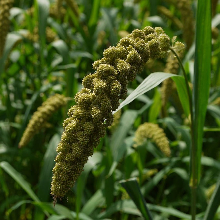 ☆millet☆ Decorative Millet & Wheat - Foxtail Millet