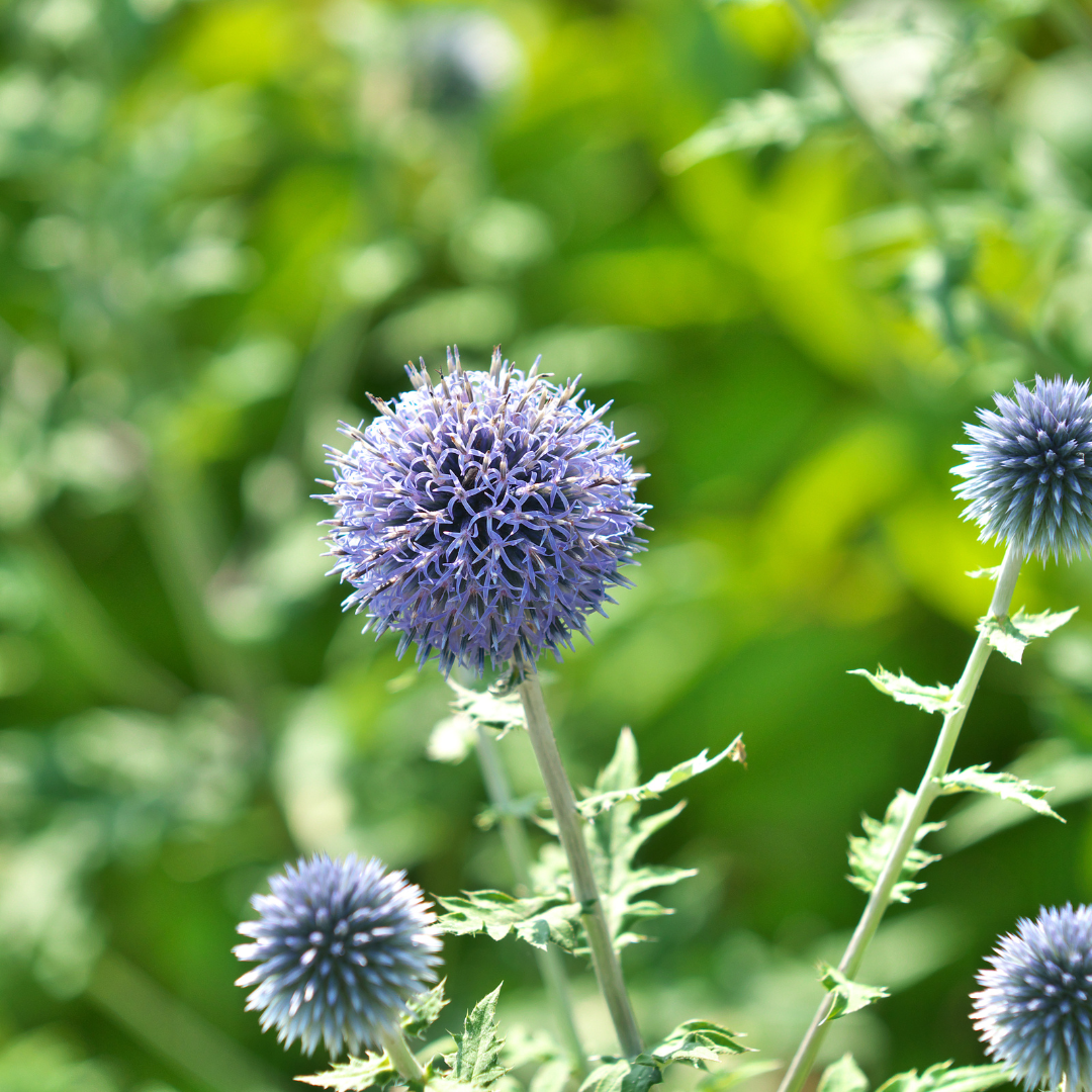 Globe Thistle Ritro Stems Flower Farm