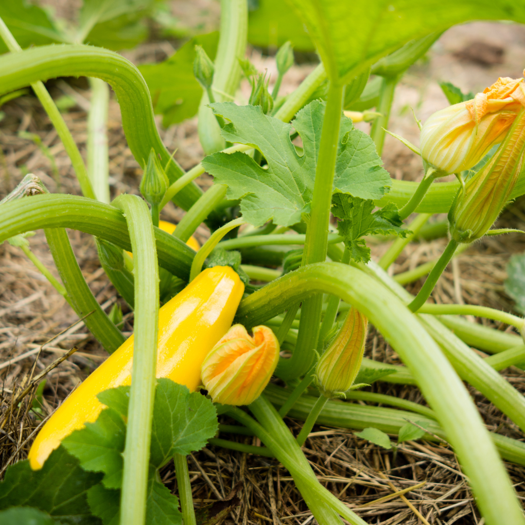 Squash (Summer) Golden Zucchini Stems Flower Farm