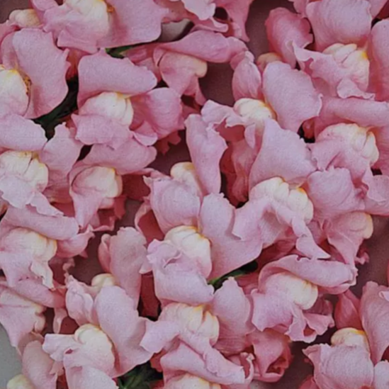 Muflier - Maryland True Pink