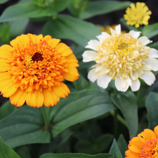 Zinnia - Mélange d'agrumes Cresto
