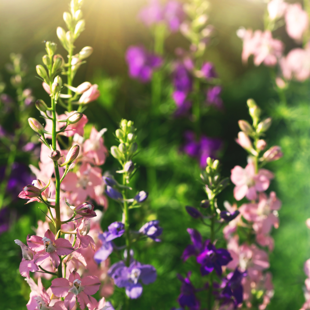 Larkspur Imperial Mix Stems Flower Farm