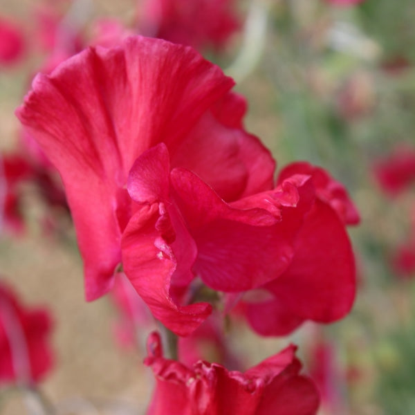 Sweet Pea Millennium Stems Flower Farm