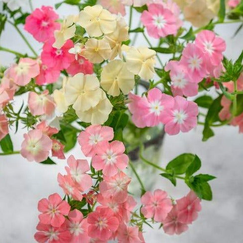 Phlox - Phlox des moutons