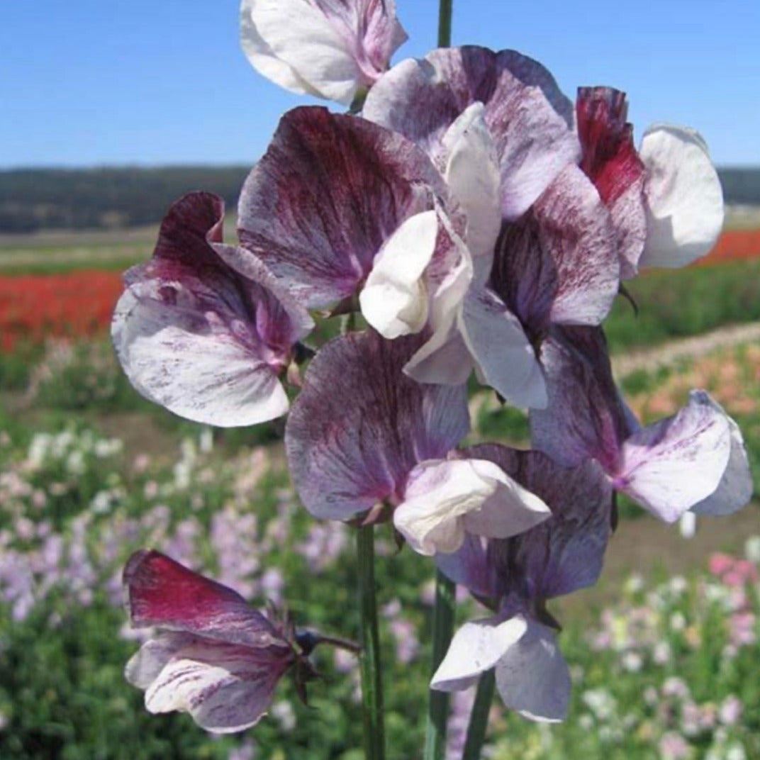 Sweet Pea Streamers Maroon Stems Flower Farm