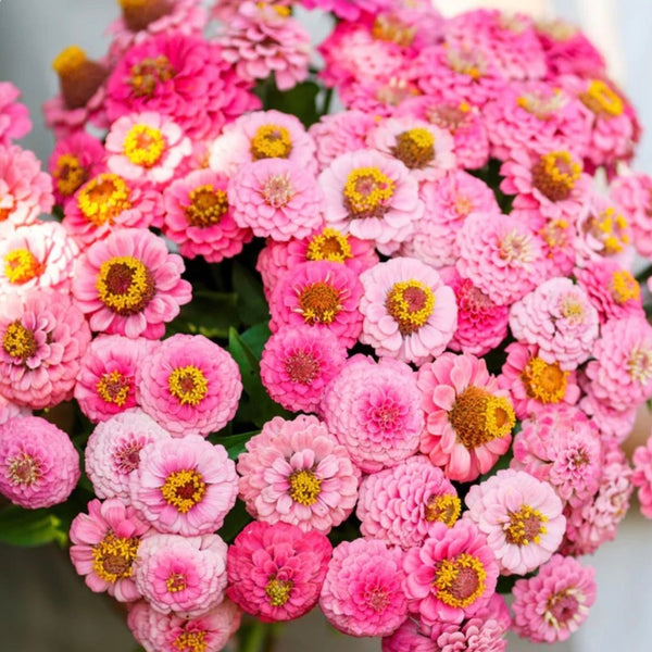 Zinnia - Rose Lillipute
