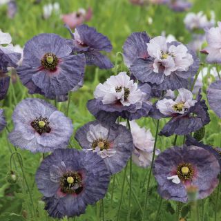 Shirley Poppy - Incroyable Gris