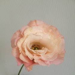 Lisianthus - Abricot Arena (Groupe 3)