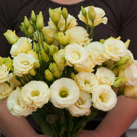 Lisianthus - Arena Gold (Groupe 3)
