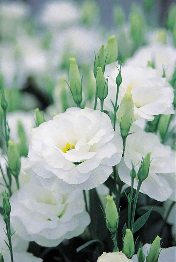 Lisianthus - Blanc d'arène