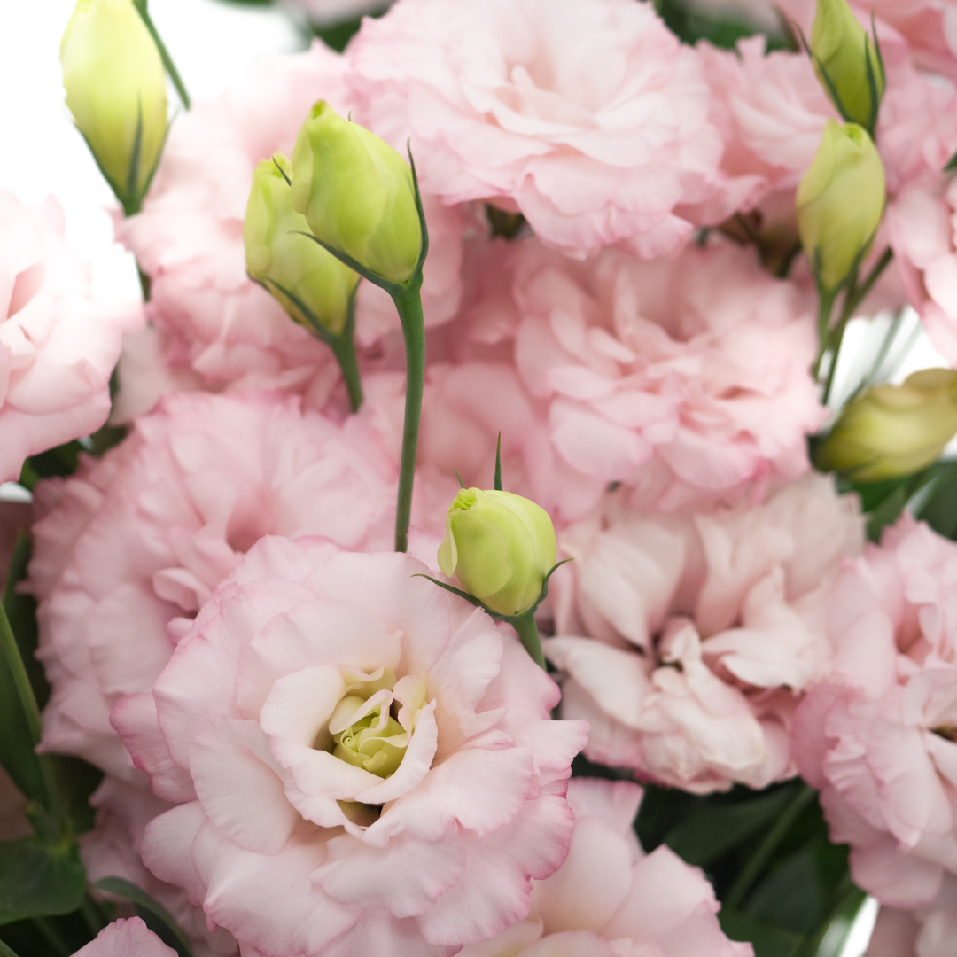 Lisianthus Arena Champagne (Group 3) Stems Flower Farm