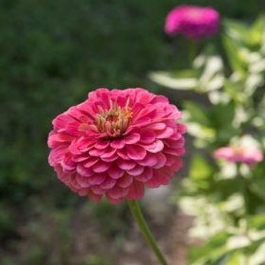 Zinnia - Benary Carmine Rose