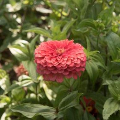 Zinnia - Benary Coral