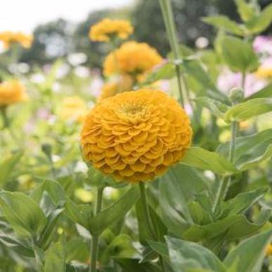 Zinnia - Benary Golden Yellow