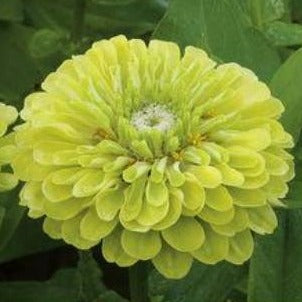 Zinnia - Tilleul Benary